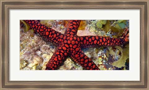 Framed Sea Star Print