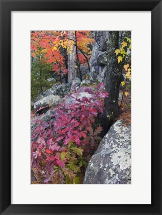 Framed Autumn Color Foliage And Boulders Along Saint Louis River, Minnesota. Print