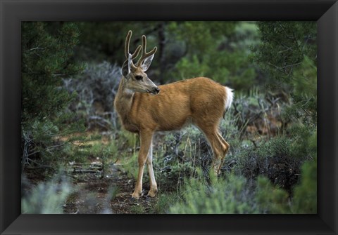 Framed Young Mule Deer Buck, Grand Canyon National Park, Arizona Print