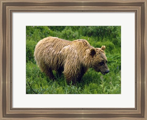 Framed Rain-Soaked Grizzly Bear In Grass, Profile, Denali National Park, Alaska Print