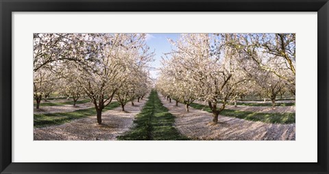 Framed Almond Trees In An Orchard, Central Valley, California Print