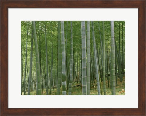 Framed Bamboo Trees In A Forest, Fukuoka, Japan Print