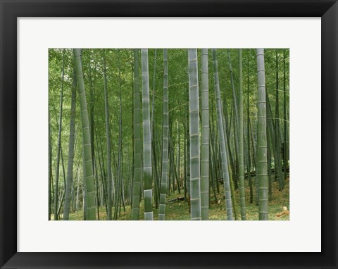 Framed Bamboo Trees In A Forest, Fukuoka, Japan Print