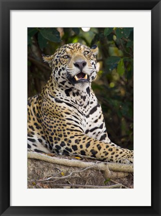 Framed Close-Up Of A Jaguar Snarling Print