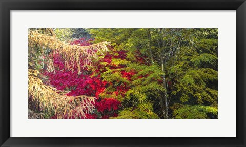 Framed Trees In Autumn, Westonbirt Arboretum, Gloucestershire, England Print