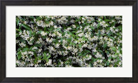 Framed White Flowers In Bloom, Sacramento, California Print