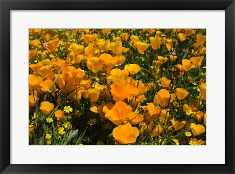 Framed California Poppies And Canterbury Bells Growing In A Field Print