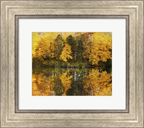 Framed Autumn Trees In A Park, Delnor Woods Park, St. Charles, Illinois Print