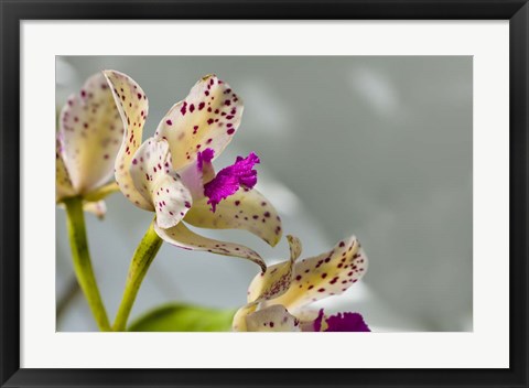 Framed Close-Up Of Orchid Flowers In Bloom Print