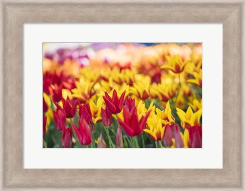 Framed Tulip Blooming In A Garden, Washington State Print