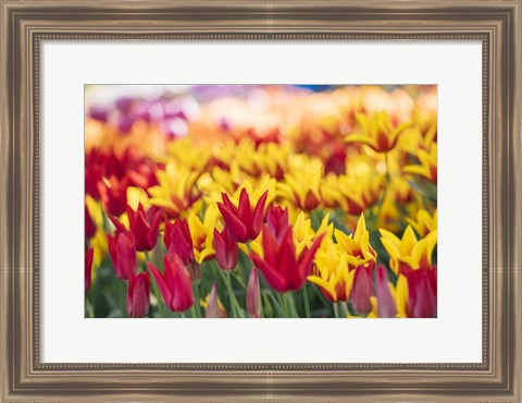 Framed Tulip Blooming In A Garden, Washington State Print