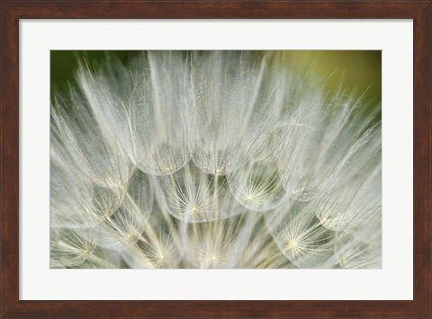 Framed Close-Up Of Dandelion Seed, Lockport Prairie Nature Preserve, Illinois Print