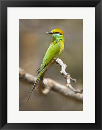 Framed Green Bee-Eater Perching On Branch, India Print