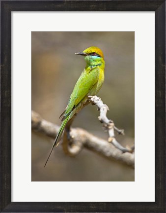 Framed Green Bee-Eater Perching On Branch, India Print