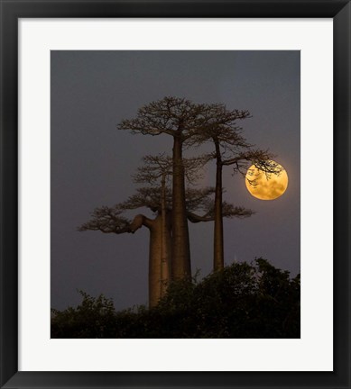 Framed Baobabs And Moon, Morondava, Madagascar Print