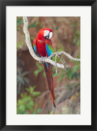 Framed Portrait Of Red-And-Green Macaw Print