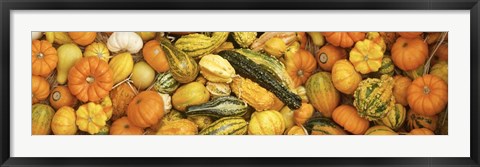 Framed View Of Decoarative Pumpkins Print