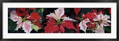 Framed Close-Up Of Poinsettias Print