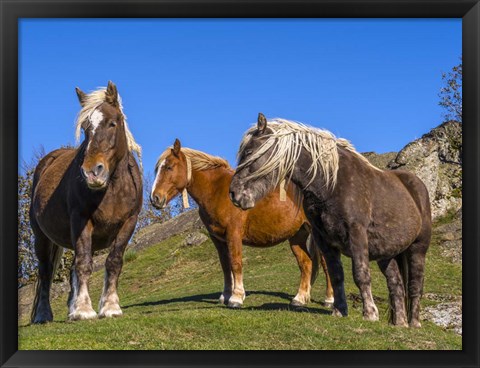 Framed Close-Up Of Three Horses Print