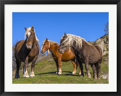 Framed Close-Up Of Three Horses Print