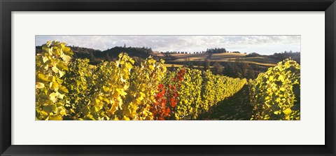 Framed View Of Zenith Vineyard, Amity, Oregon Print