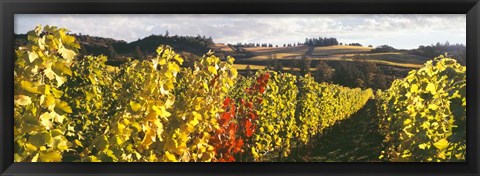 Framed View Of Zenith Vineyard, Amity, Oregon Print