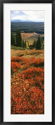 Framed View Of Huckleberries Bushes On Hilly Terrain, Rockchuck Peak, Grand Teton National Park, Wyoming Print