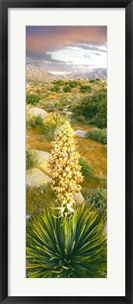 Framed Close Up Of Spanish Bayonet Print