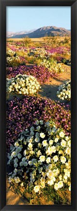 Framed Clumps Of Flowers Of Sand Verbena And Dune Primrose Print