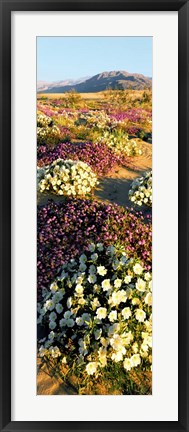 Framed Clumps Of Flowers Of Sand Verbena And Dune Primrose Print