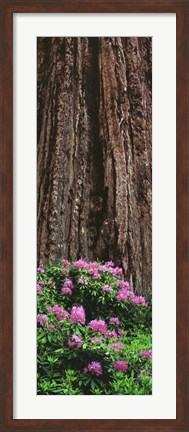 Framed Blooming Rhododendron Below Giant Redwood, Trinidad, California Print