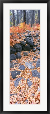 Framed Fallen Maple Leaves In Forest In Autumn, Oak Creek Canyon, Arizona Print