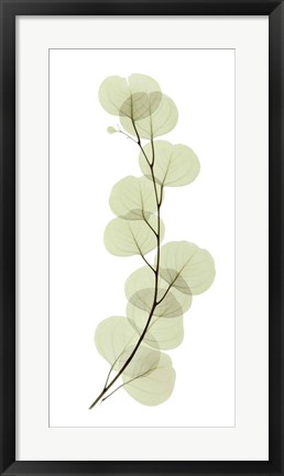 Framed Eucalyptus Print