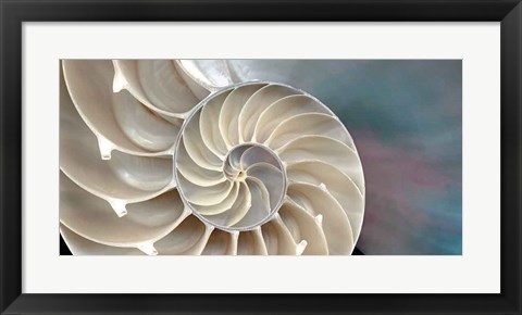 Framed Nautilus Print