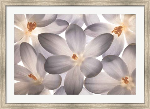 Framed Petal Perfect Print