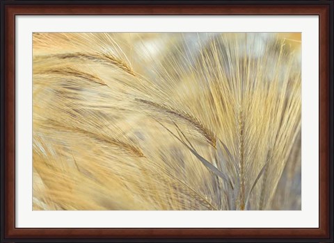 Framed Foxtail Print