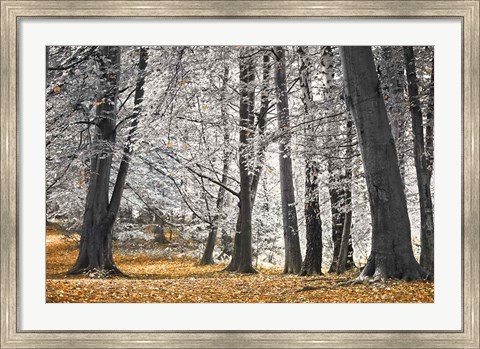 Framed Autumn Trees And Leaves Print