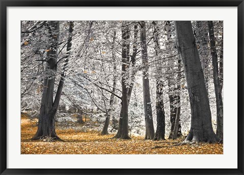 Framed Autumn Trees And Leaves Print