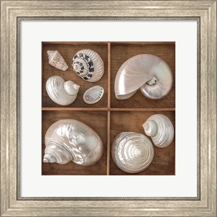 Framed Seashells Treasures I Print