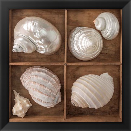 Framed Seashells Treasures II Print