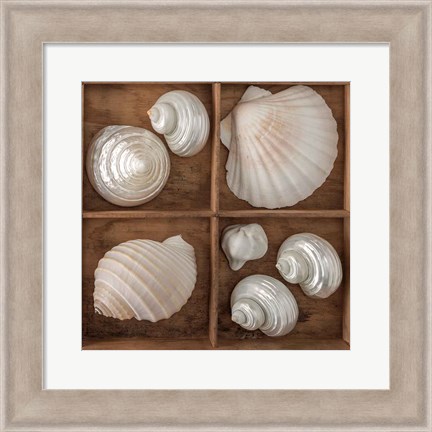 Framed Seashells Tresasures III Print