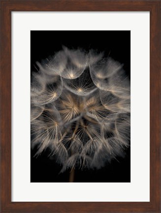 Framed Fragile Beauty Print