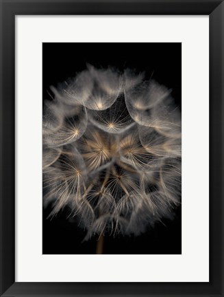 Framed Fragile Beauty Print