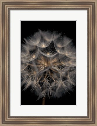 Framed Fragile Beauty Print