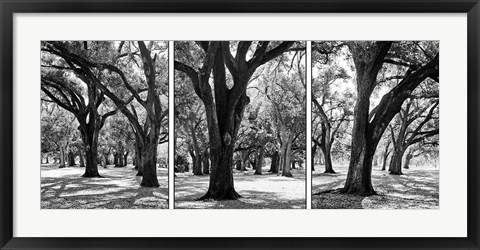 Framed Oak Tree Study Print