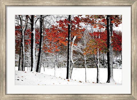 Framed SnowFall Print