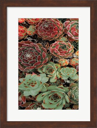 Framed Succulent Collection I Print