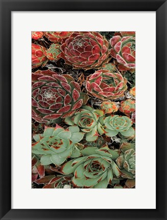 Framed Succulent Collection I Print