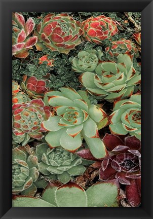 Framed Succulent Collection II Print