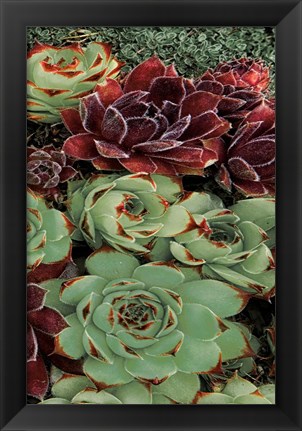 Framed Succulent Collection III Print